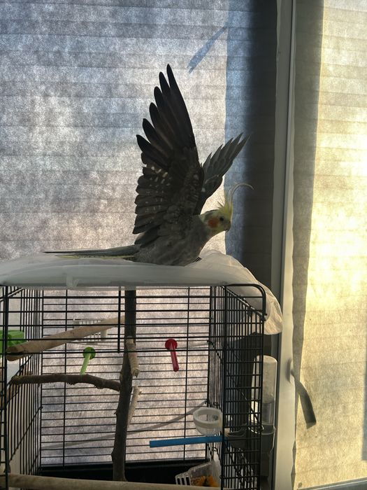 папугай карелла