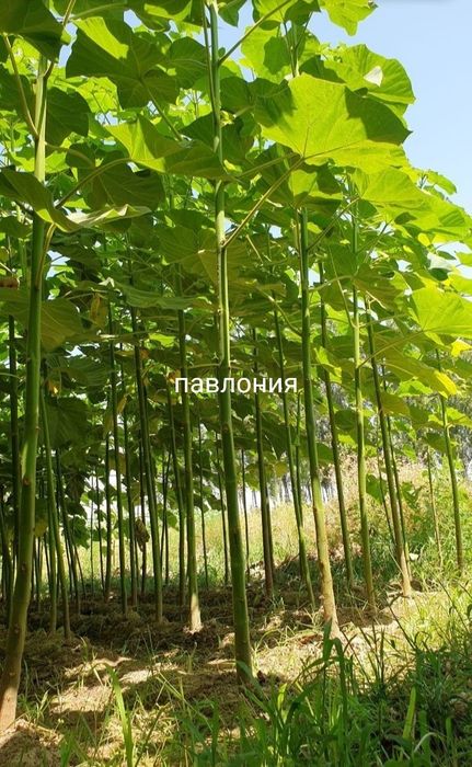 Арчалар. Сасна, можовелник, туя книжный