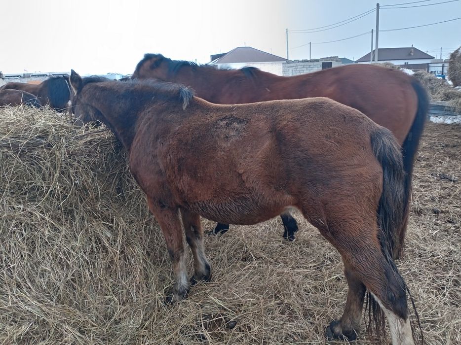 Продам қабыл яловую