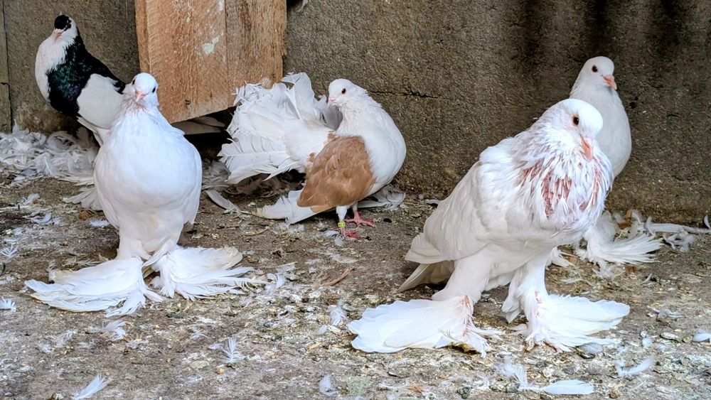 Porumbei gușați Pomerania