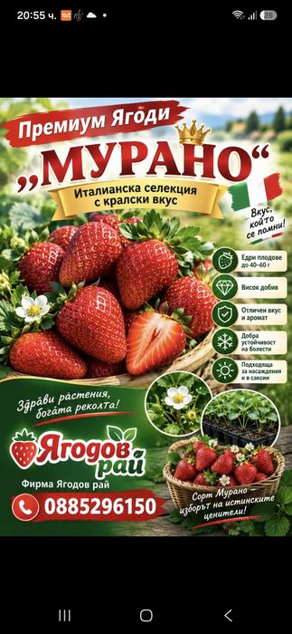 Разсад ягоди , малини и къпини