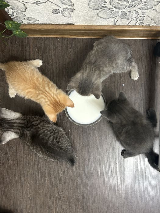 Котята 4 недели