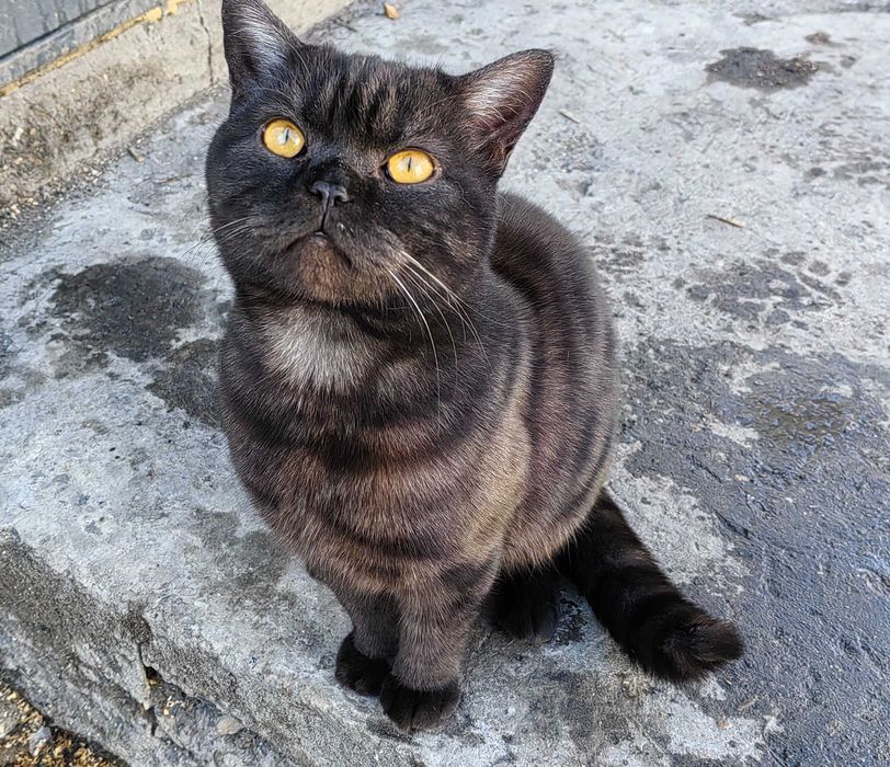 Вязка британец !!!