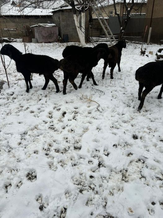 Тоқты қошқарлар