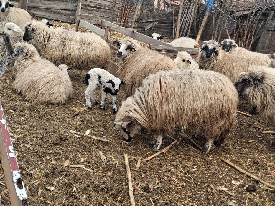 Vand oi cu miei mai multe detali la telefon