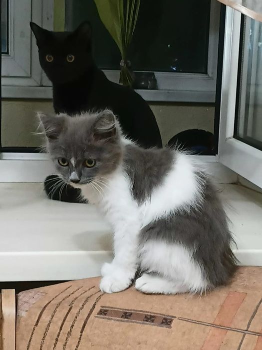 Отдам котенка в добрые руки