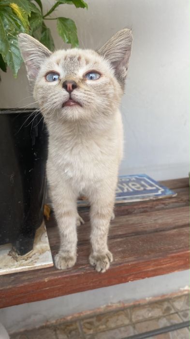 Отдадим котенка в хорошие руки