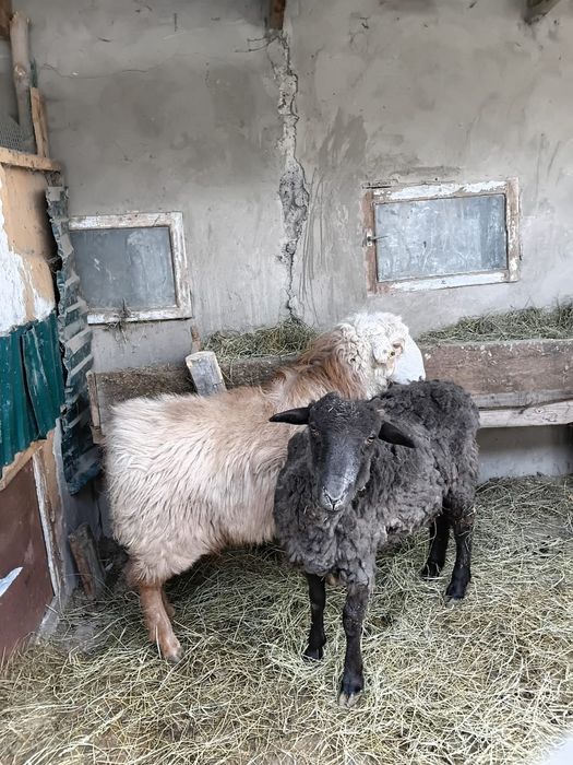 Продам баран қой сатылады