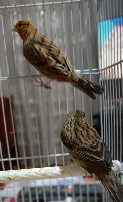 Прекрасные Певцы.