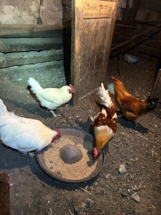 Продам петухов !