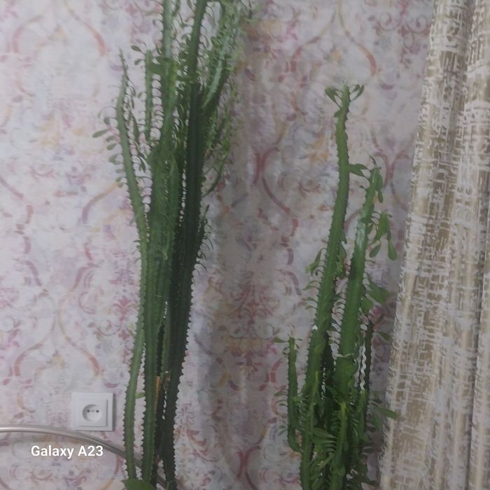 Комнатные цветы молочай трехгранный.