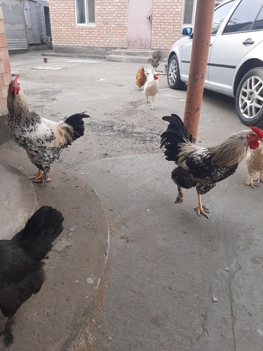 Қораздар сатылады