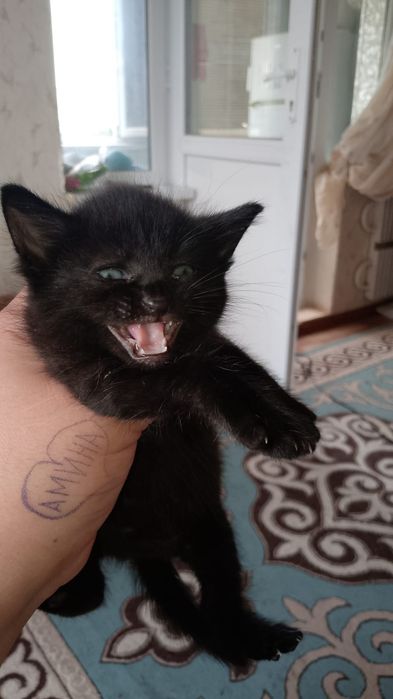Отдам котят в добрые руки