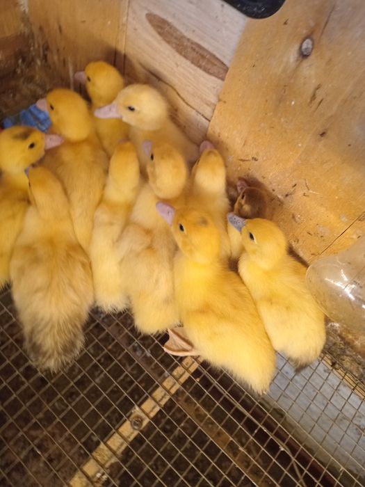 Продам, ИНДОутята недельные