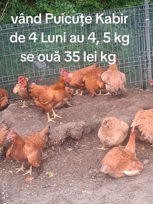 Vând Puicuțe Rasă  Kabir carne ouă au 4 Luni  4, 5  kg  !!