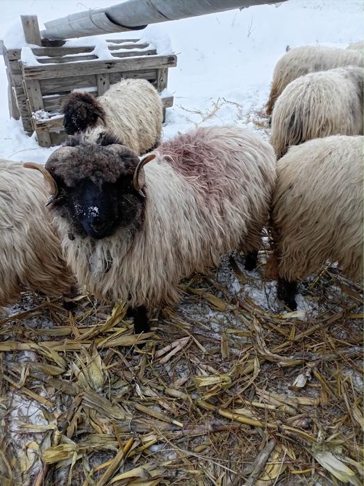 Vând berbecut cirlan