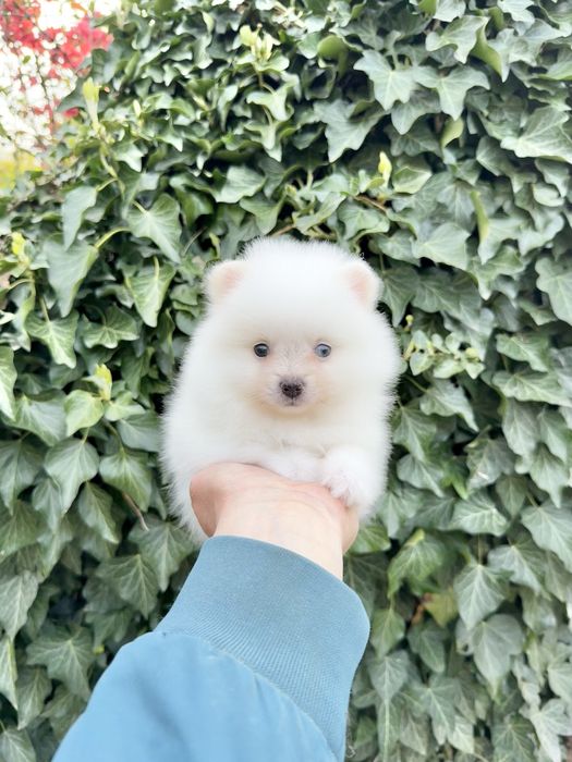 Померан мини момиче. Померанче