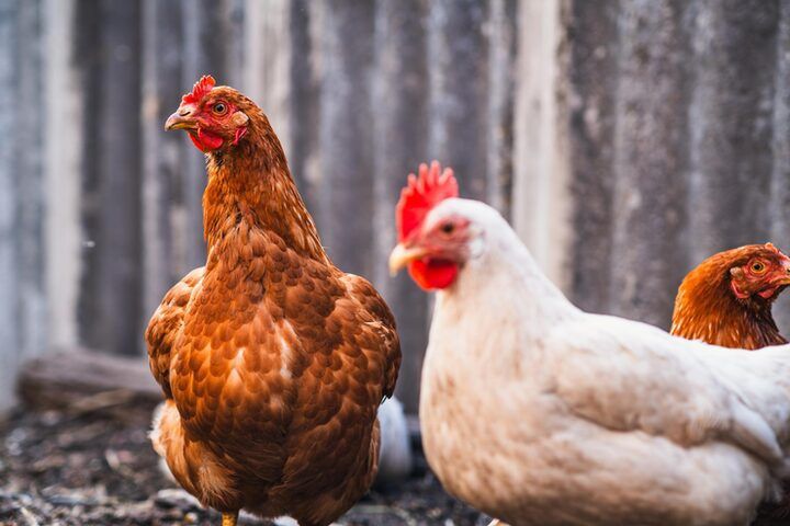 Продам кур несушек