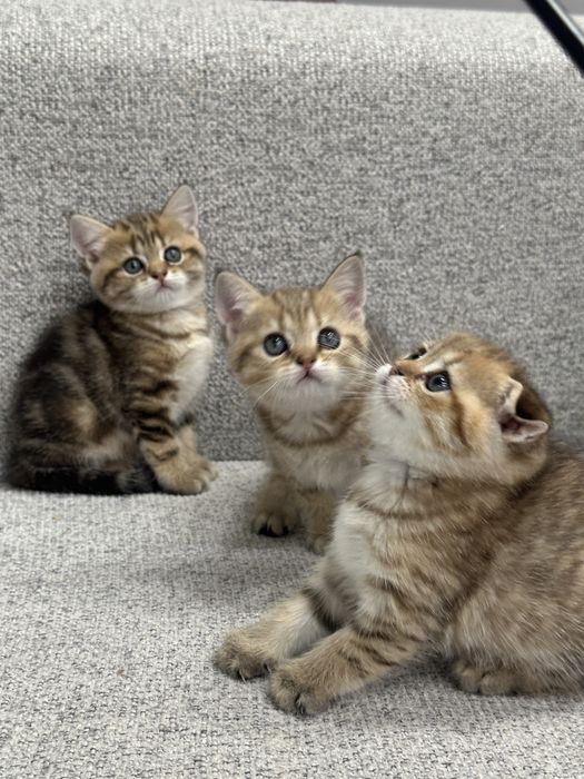 Britanskiy Shinshilla fold/ strayt mushukchalar sotiladi toza qon