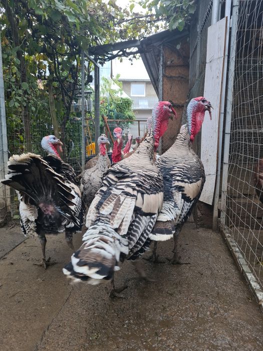 Curcani Narragansett