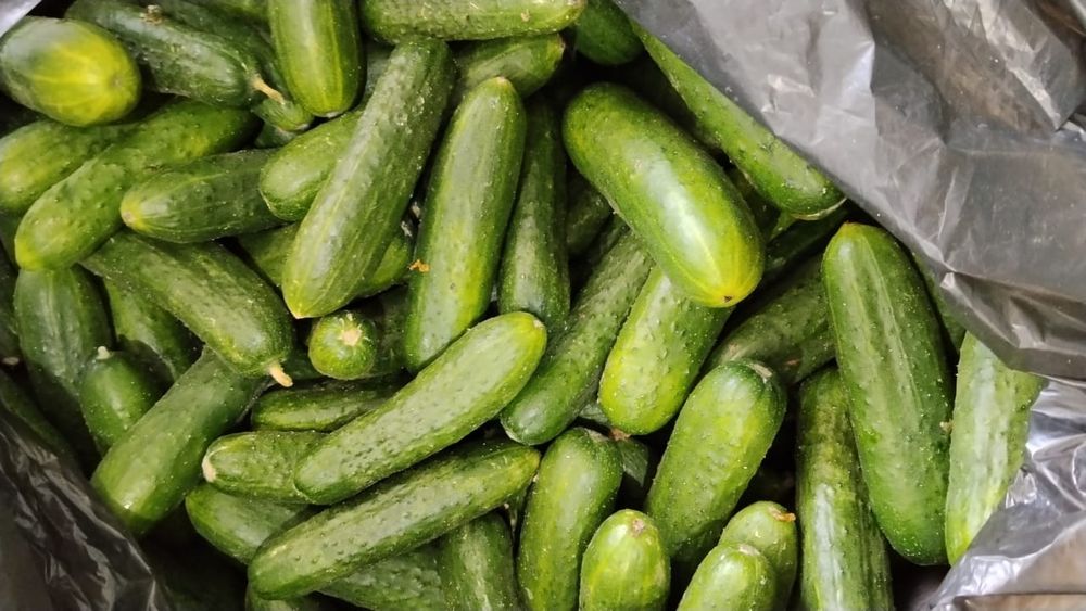 Продам огурцы оптом