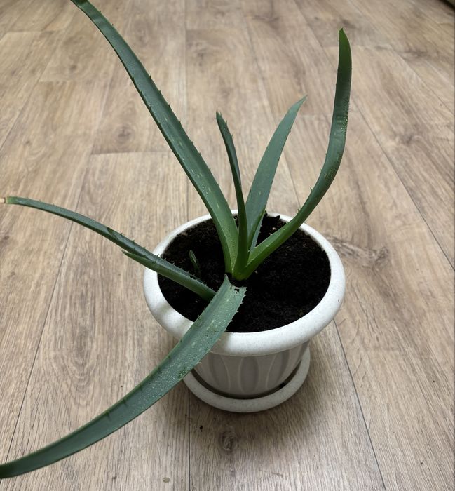 Молодой, но такой лечебный Алоэ Vera