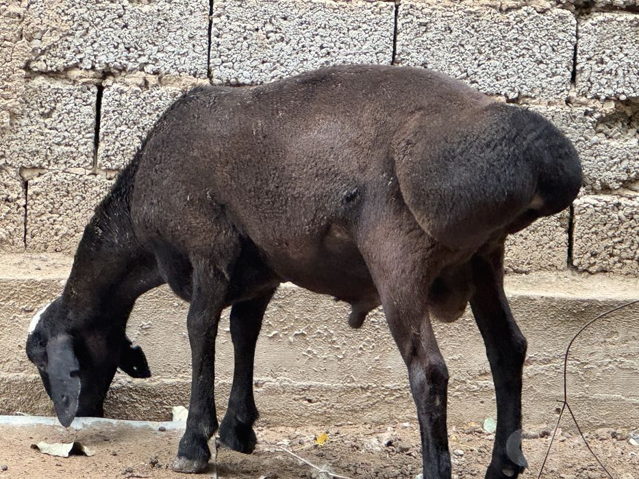Qoʻy qoʻchqor sotiladi