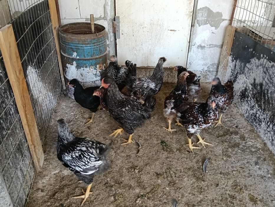 Cocoșei wyandotte porțelan și argintiu