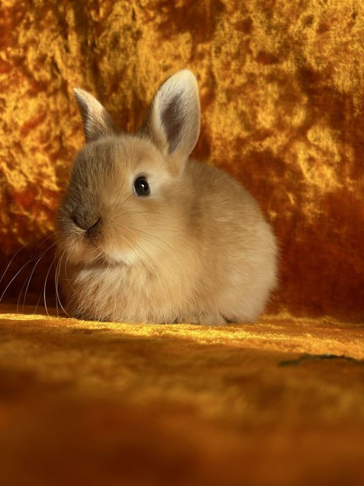 Karlik Dekarativniy quyon bollari