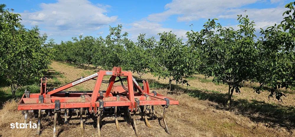 Plantatie de nuci pe rod, 14 ha, 2.000 pomi, zona Bucov