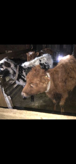 Продам телят 10-11 месяцев