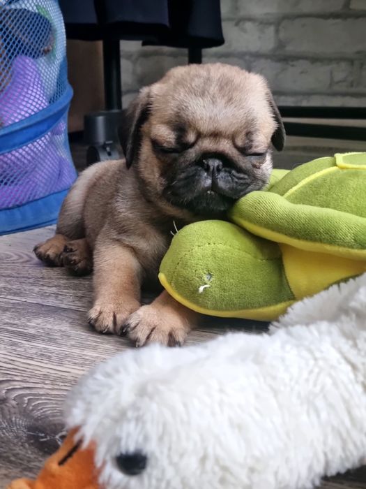 Мопс щенки с документами.