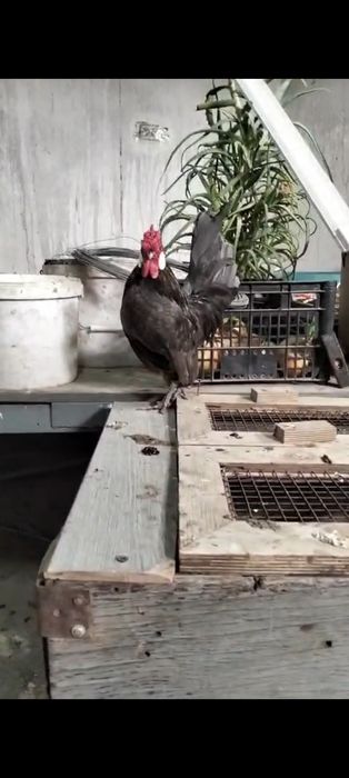 Петушок микс ява