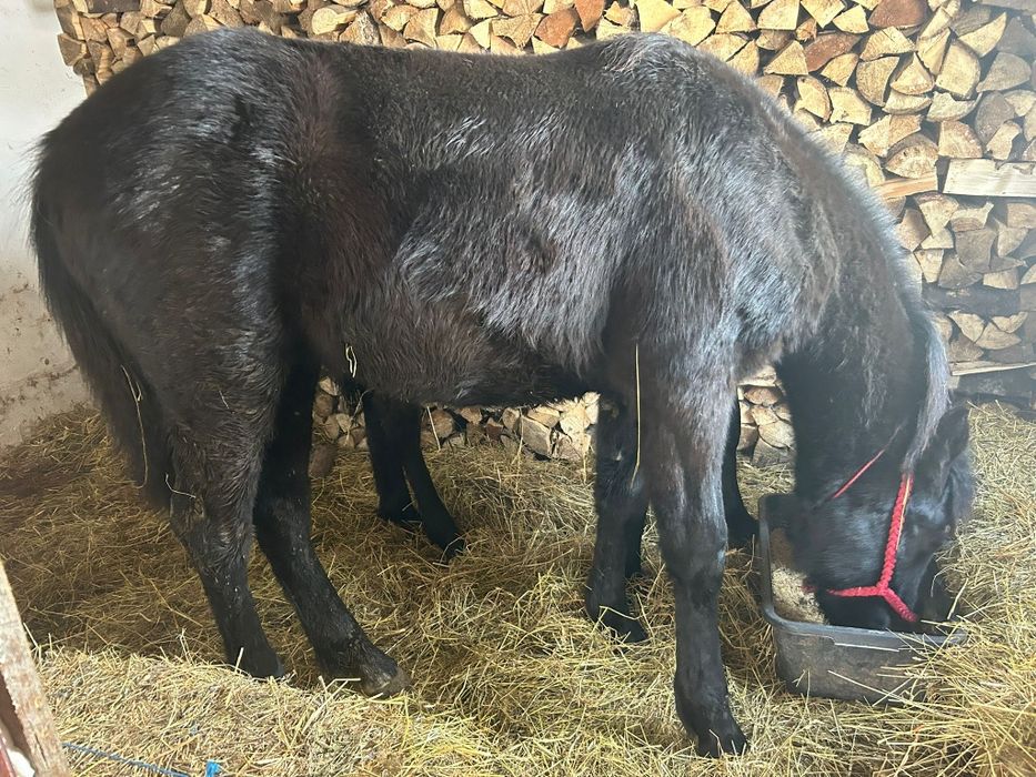 Mânz 8 luni metis din semigreu cu Huțul preț negociabil