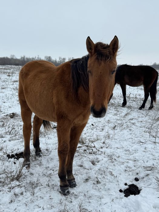 Таи , Баиталдар сатылады