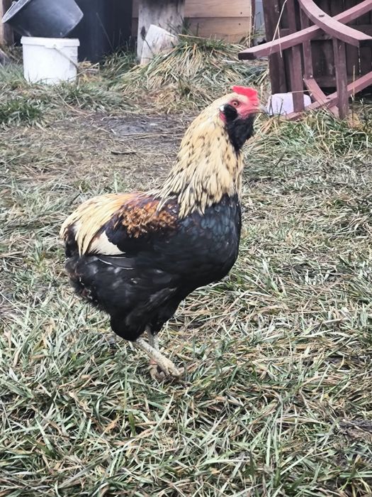 Vând 2 plus 1 araucana