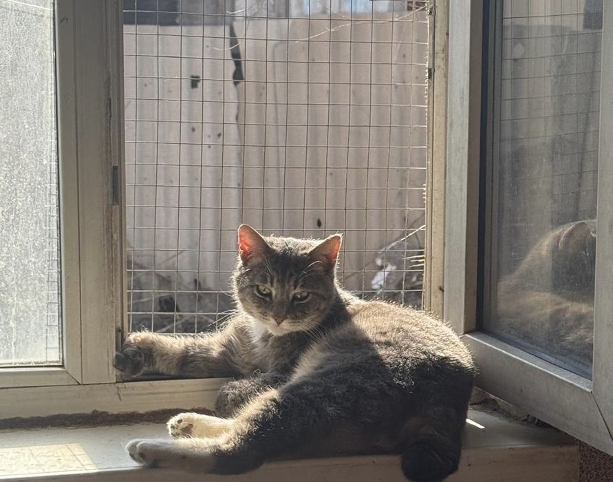 Красавец Серый в любящую семью!