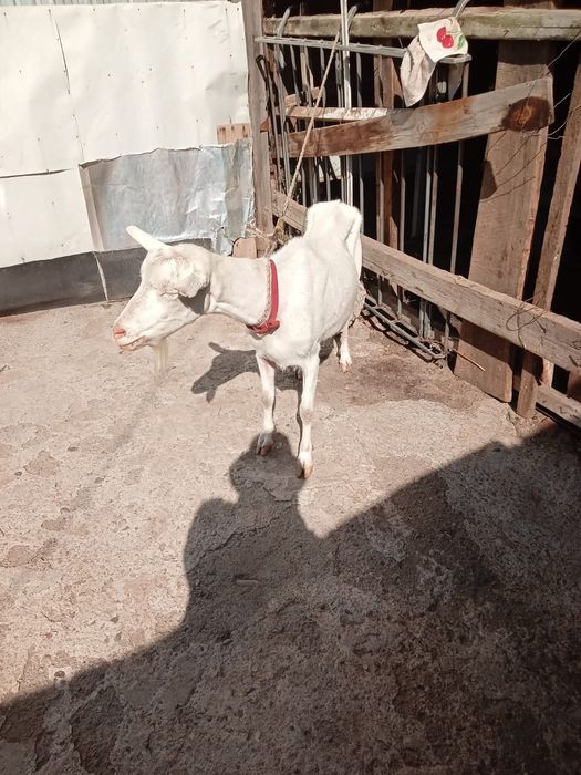Продам Зааненскую козу
