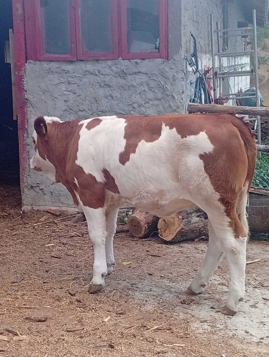 Vând vița bălțată românească cu certificat de bălțată românească