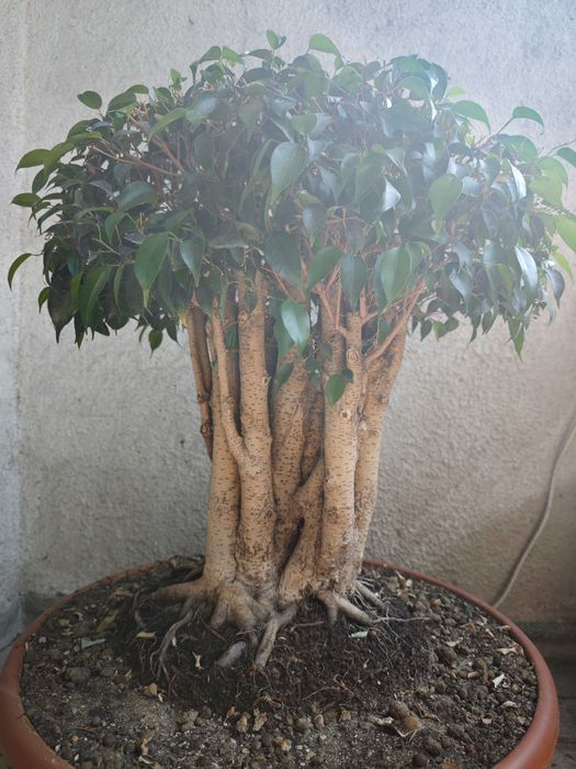 Фикус бенджамин бонсай