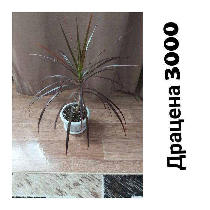 Цветы домашние не дорого