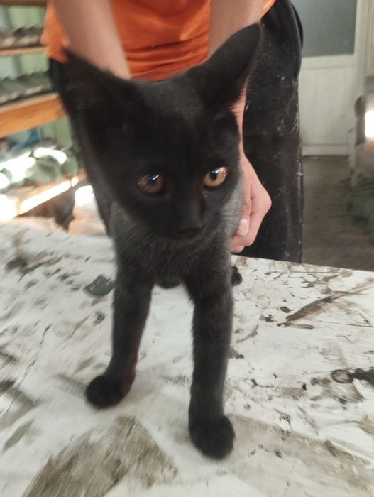 Ichki kiyimlar uchun xonalarda qizlar video