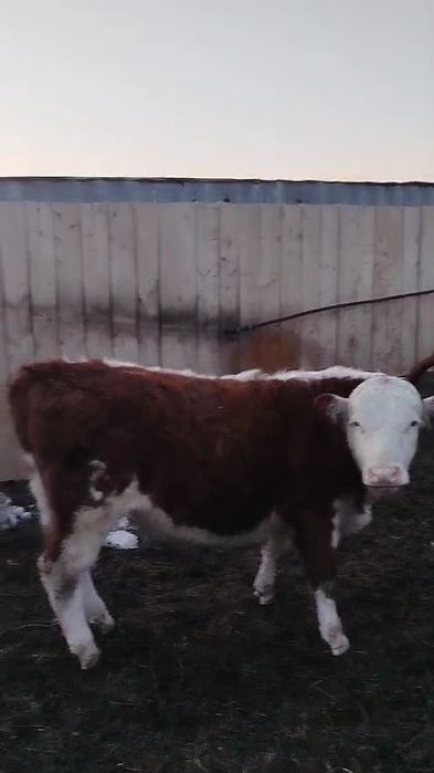 Откорм букалар 65бас