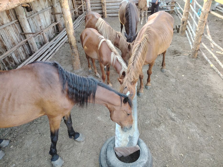 Продам лошадь 2,5лет