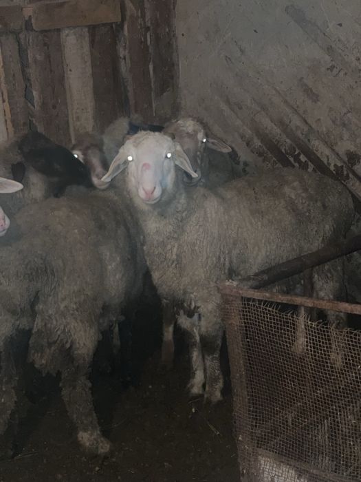 Токты бараны кой