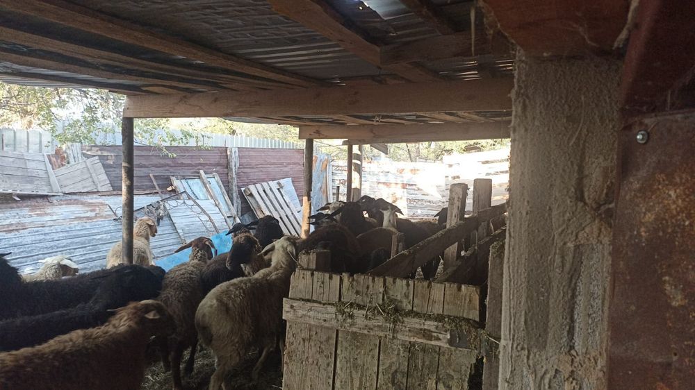 Қой сатылады семіз