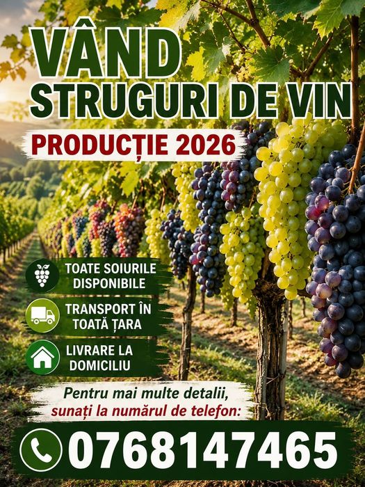 Struguri recolta de familie