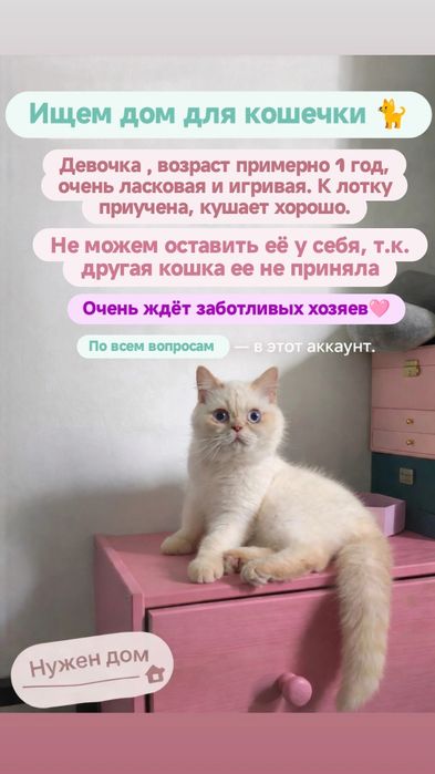 Кошечка ищет дом