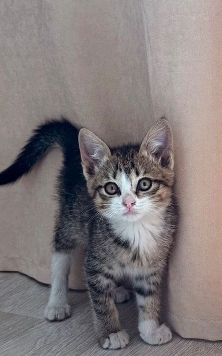 Котенок  ждёт своего дома