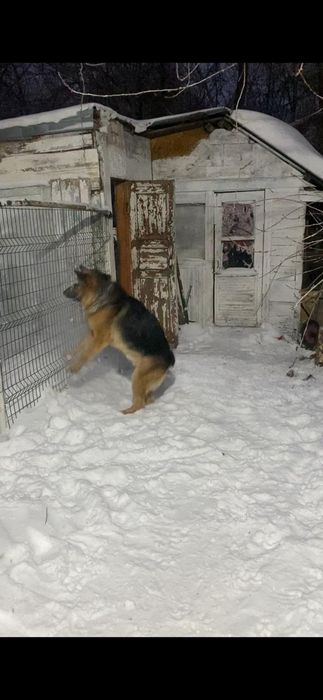 Вязка немецкая овчарка кабель.